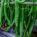 Lameizi Chili Pepper Seeds, 1g