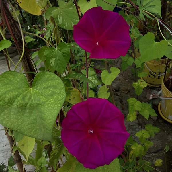 Red Queen Morning Glory, 3 Seeds