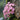 Pink Alpine Forget-Me-Not Seeds, 600 Seeds