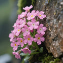 Pink Alpine Forget-Me-Not Seeds, 600 Seeds