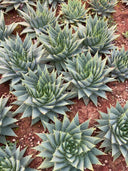 Aloe Polyphylla