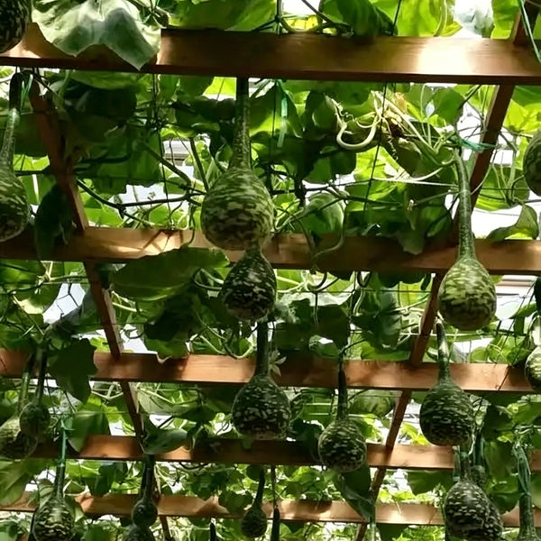 Swan Gourd, 15 Seeds