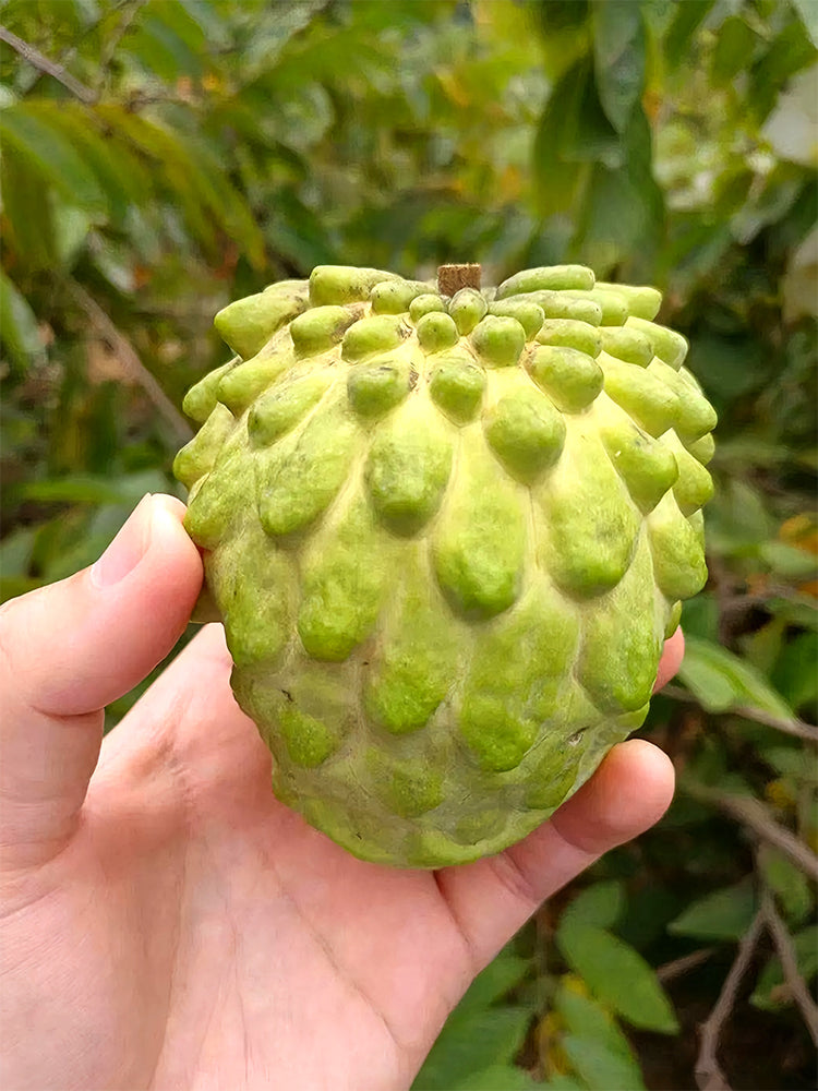 Soursop Seeds