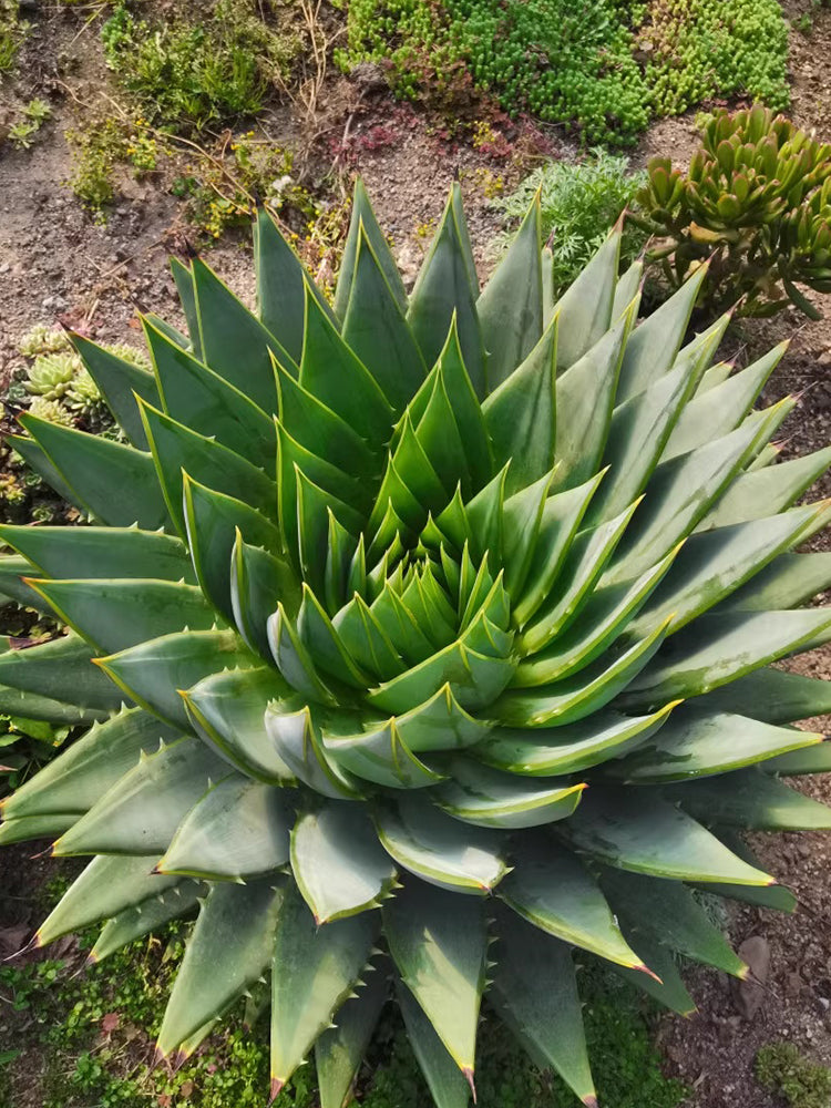 Aloe Polyphylla