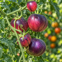 421 Ozark Sunset Tomato, 5 Seeds