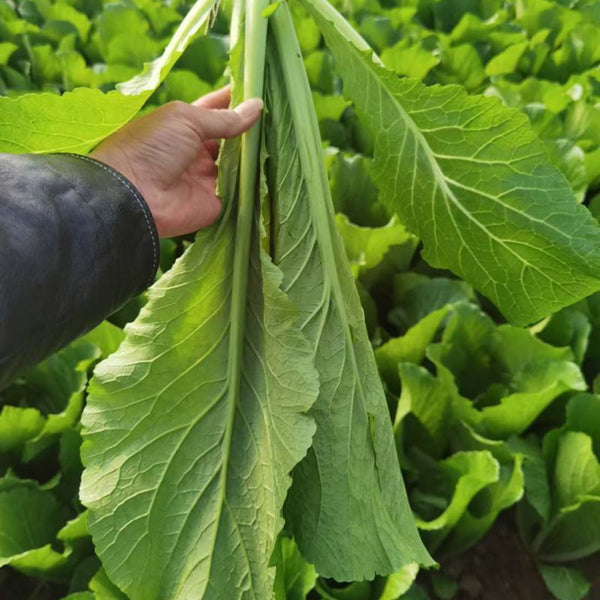 Dwarf Sweet Spring Choi Seeds, 20g