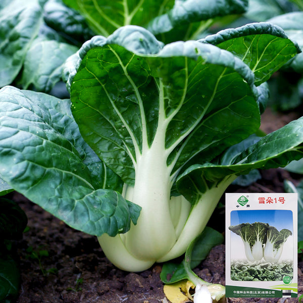 'Snowdrop No. 1' Milk Cabbage Seeds, 10g