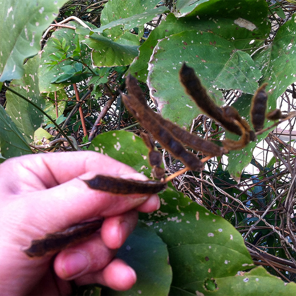 Pueraria lobata Kudzu Seeds