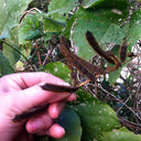 Pueraria lobata Kudzu Seeds