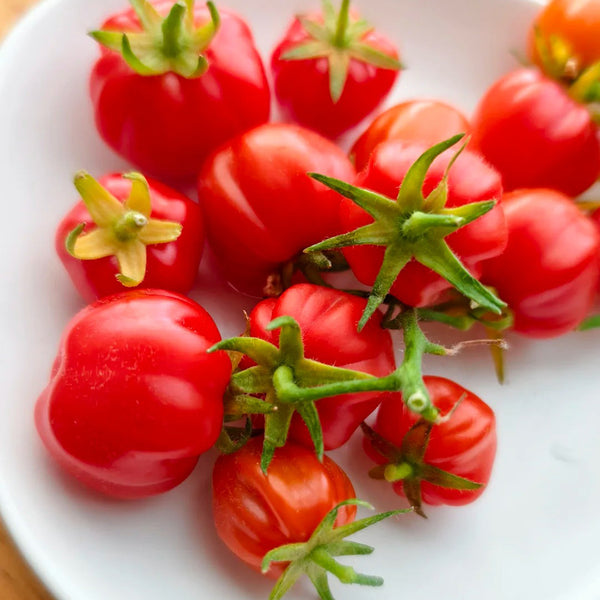 Accordion Cherry Tomato, 5 Seeds
