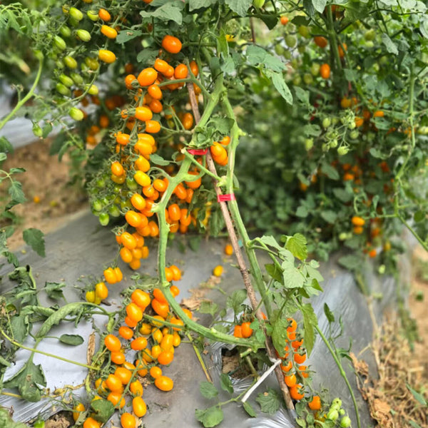 942 San Marzano Aisha Tomato, 5 Seeds