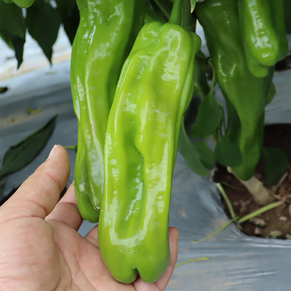 'Zhongjiao Bopila No.1' Pepper, 100 Seeds
