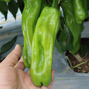 'Zhongjiao Bopila No.1' Pepper, 100 Seeds
