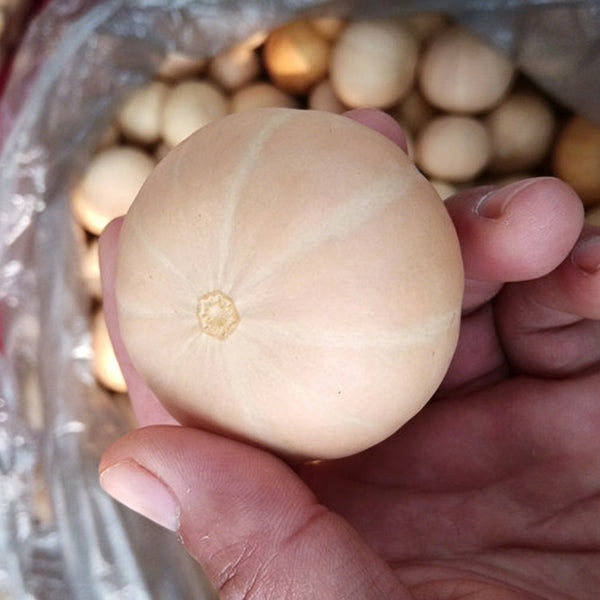 Hydrangea Gourd, 10 Seeds