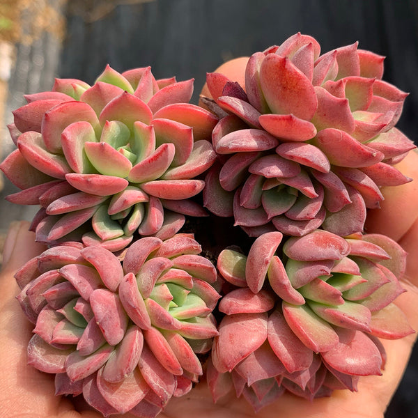 Echeveria 'Noble', 3pcs x 1-head