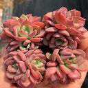 Echeveria 'Noble', 3pcs x 1-head