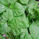 Round-leaf White Amaranth Seeds, 8g