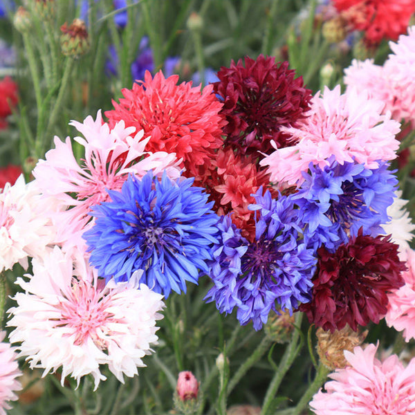 Hezhichun Mixed Color Cornflower Seeds, 1g