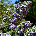 Feather-leaved Psoralea, 1 Seeds