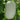 Baoqi Taro-Scented Winter Melon, 50 Seeds
