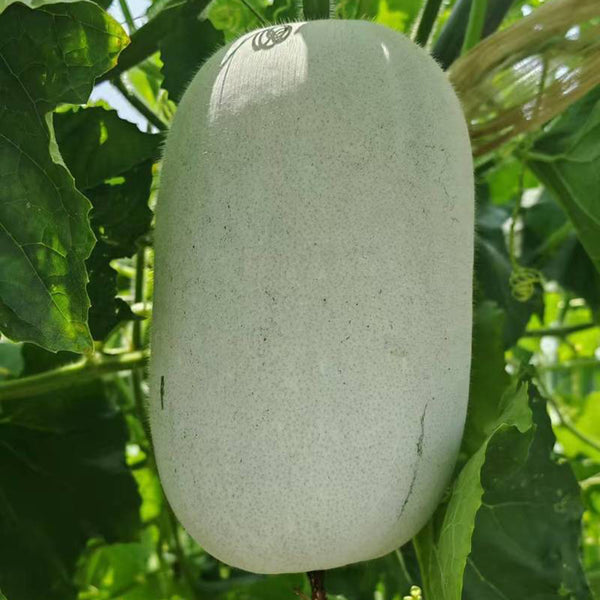 Baoqi Taro-Scented Winter Melon, 50 Seeds