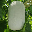 Baoqi Taro-Scented Winter Melon, 50 Seeds