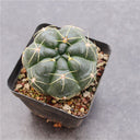 Gymnocalycium denudatum var. paraguayensis, 4-5cm
