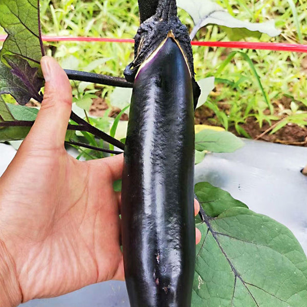 'Changza 216' Eggplant Seeds, 10g