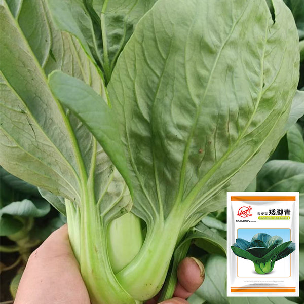 'Aijiaoqing' Bok Choy Seeds, 5g