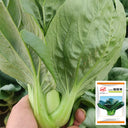 'Aijiaoqing' Bok Choy Seeds, 5g