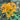 Yellow Spider Lily, 3 Bulbs