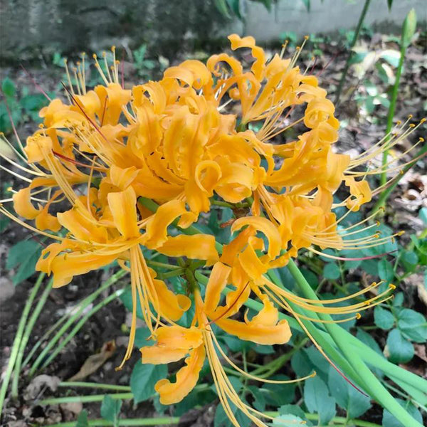 Yellow Spider Lily, 3 Bulbs