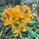 Yellow Spider Lily, 3 Bulbs