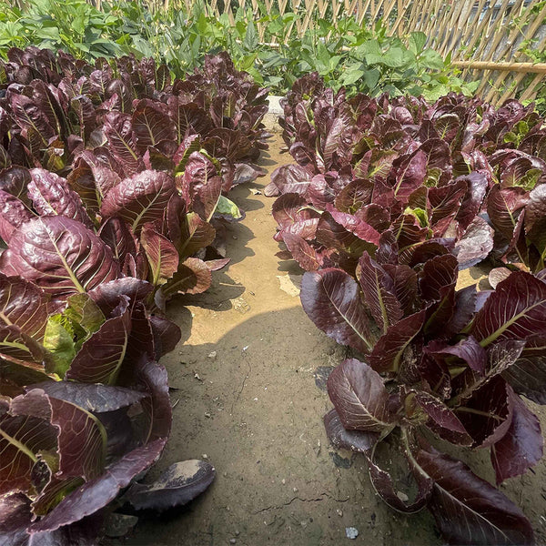Purple Peacock Lettuce Seeds, 5g