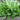 Broad Leaf Sorrel, 1000 Seeds