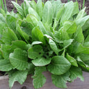 Broad Leaf Sorrel, 1000 Seeds