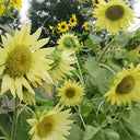 'Lotus Emergence' Sunflower, 10 Seeds