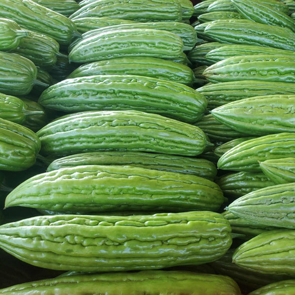 Jiemei 23 Bitter Gourd, 50 Seeds