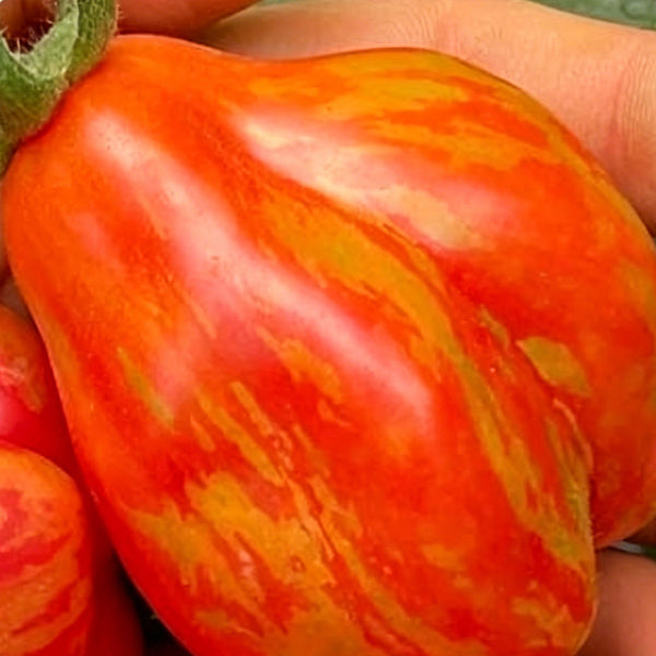 Red Pear Tomato, 100 Seeds