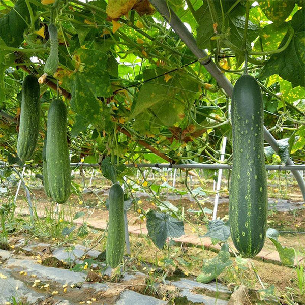 'Jiefeng No.8' Hybrid Cucumber, 50 Seeds