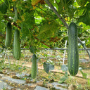'Jiefeng No.8' Hybrid Cucumber, 50 Seeds