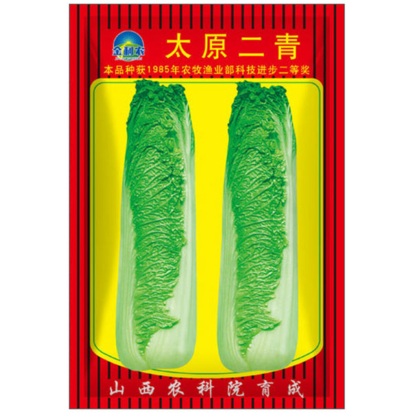 Taiyuan Erqing Chinese cabbage Seeds, 5 × 5g Bags