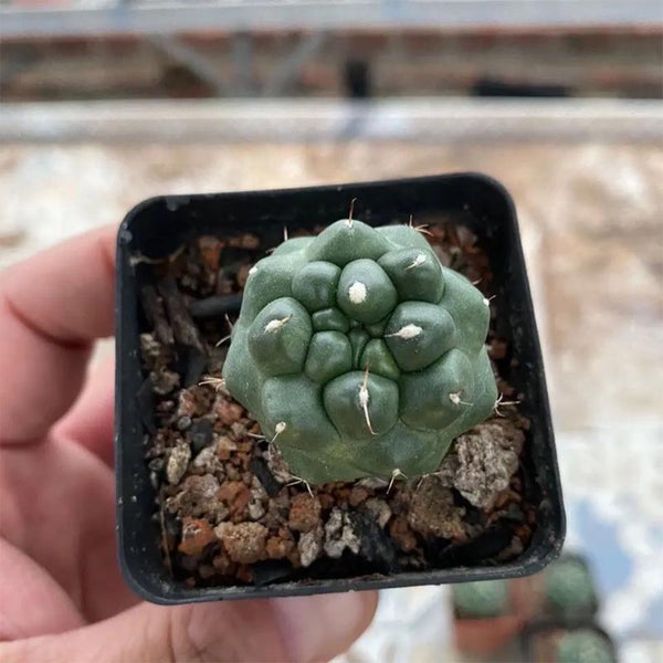 Coryphantha elephantidens cv. Inermis Live Cactus
