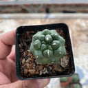 Coryphantha elephantidens cv. Inermis Live Cactus