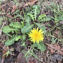 Dandelion (Taraxacum officinale) Seeds, 6g
