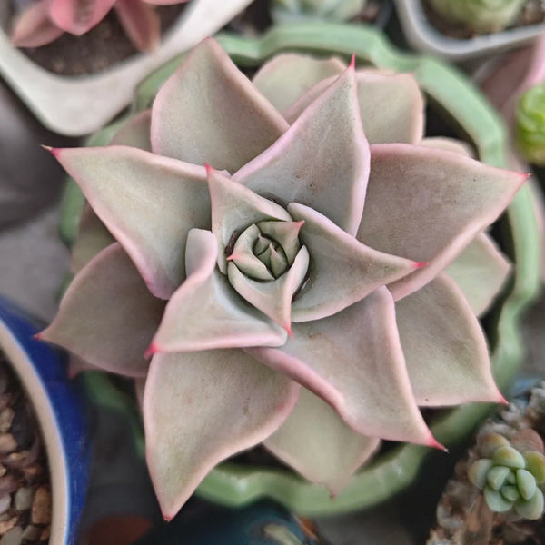 Echeveria cv. 'Dumpling Wrapper', 3pcs x 1-head