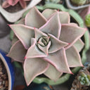 Echeveria cv. 'Dumpling Wrapper', 3pcs x 1-head