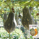 Sweet Taro Flavor Pumpkin Seeds, 10g