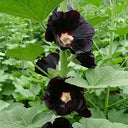 Single Midnight Black Hollyhock, 100 Seeds
