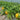 'Fuqi Chaoyang' Watermelon Seeds, 200 Seeds